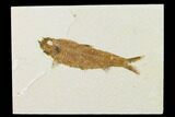 Detailed Fossil Fish (Knightia) - Wyoming #155506-1
